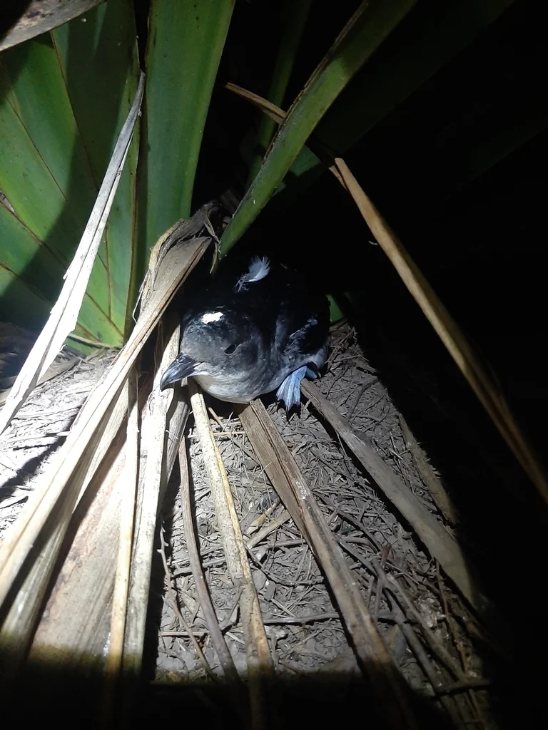 鹈燕(Pelecanoides urinatrix)