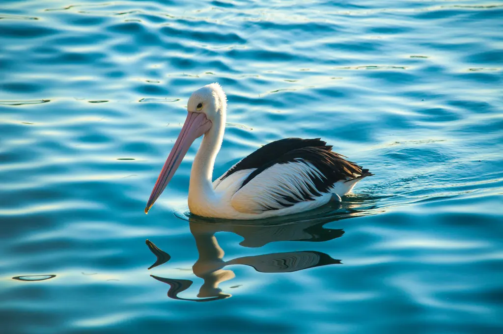 澳洲鹈鹕(Pelecanus conspicillatus)