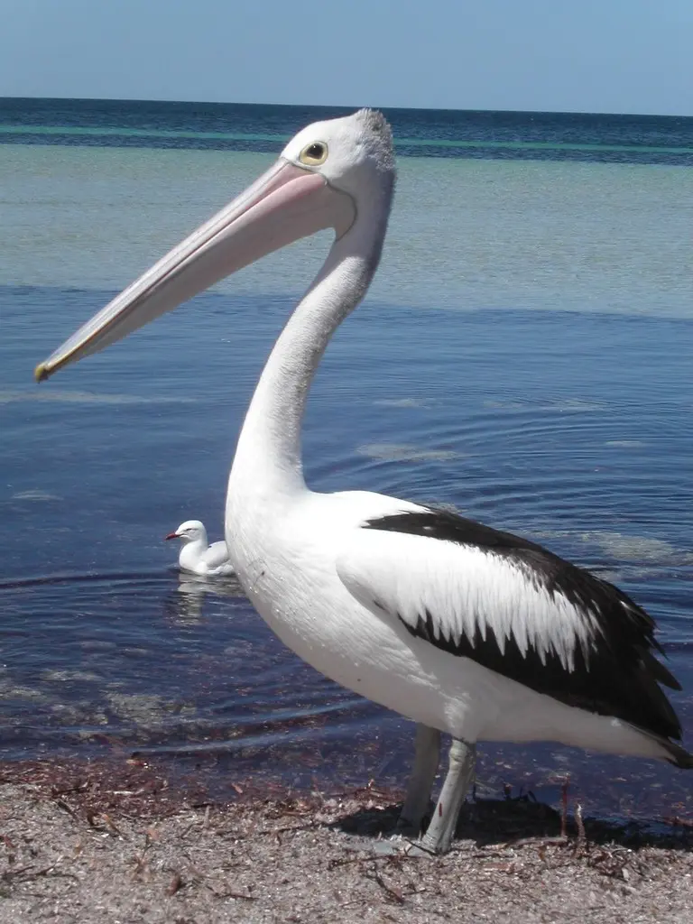 澳洲鹈鹕(Pelecanus conspicillatus)