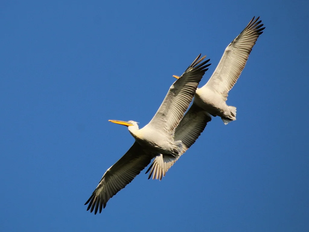 卷羽鹈鹕（Pelecanus crispus）