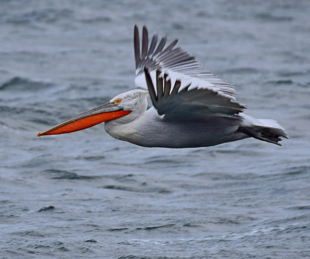 卷羽鹈鹕（Pelecanus crispus）