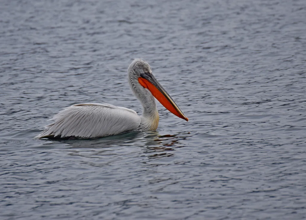 卷羽鹈鹕（Pelecanus crispus）