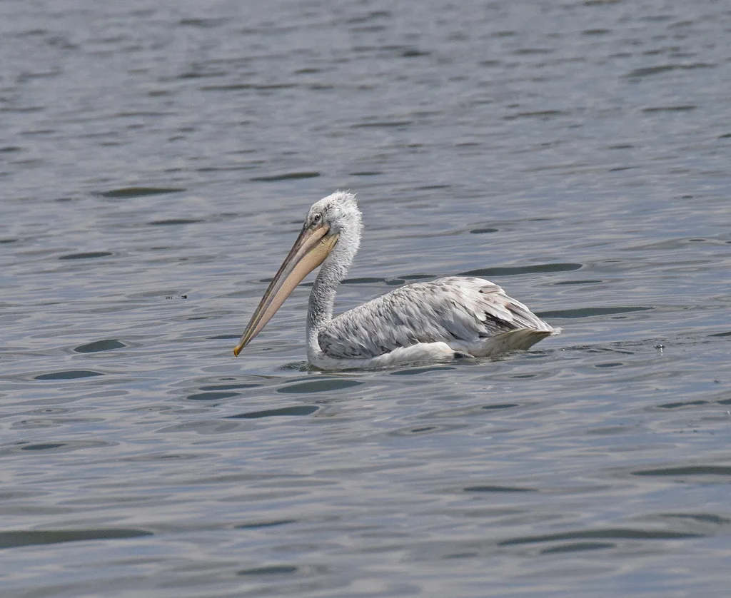 卷羽鹈鹕（Pelecanus crispus）
