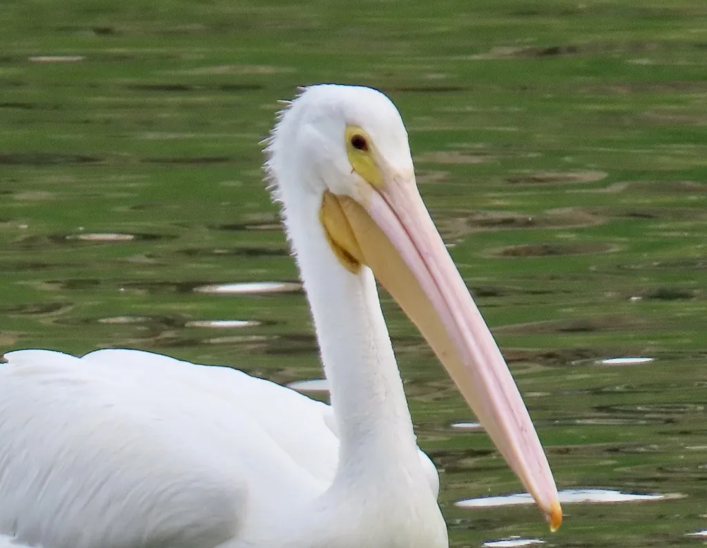 美洲鹈鹕(Pelecanus erythrorhynchos)