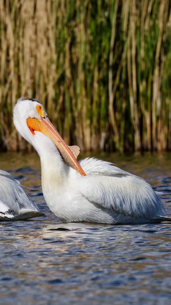 美洲鹈鹕(Pelecanus erythrorhynchos)