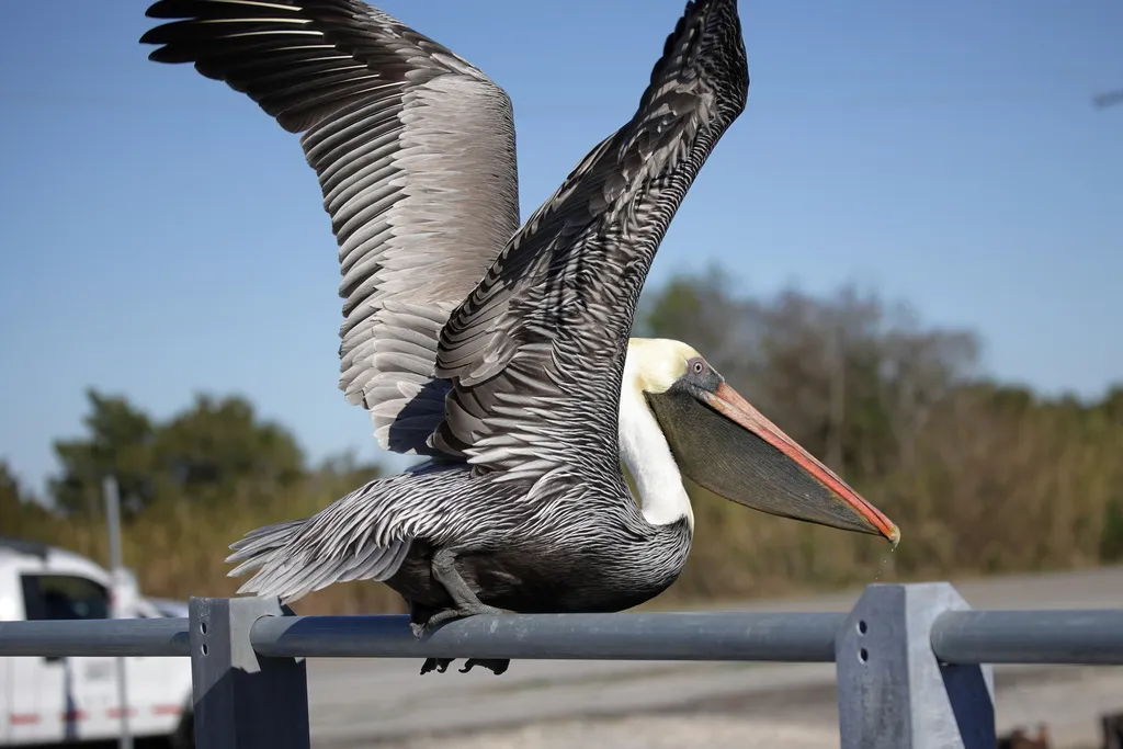 褐鹈鹕(Pelecanus occidentalis)