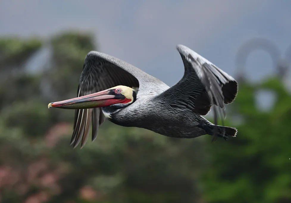 褐鹈鹕(Pelecanus occidentalis)