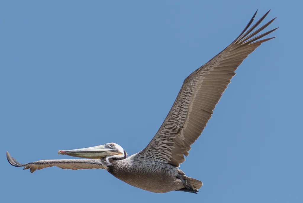 褐鹈鹕(Pelecanus occidentalis)