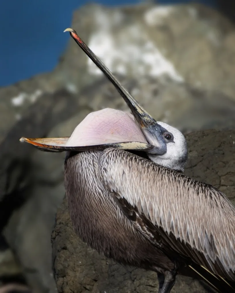 褐鹈鹕(Pelecanus occidentalis)