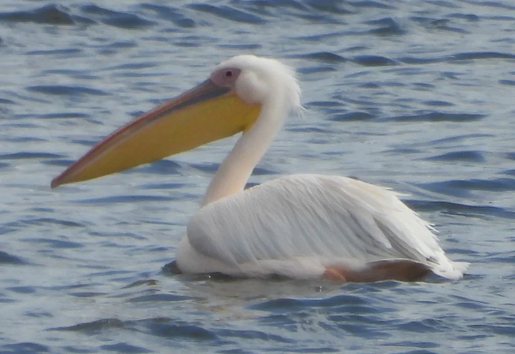 白鹈鹕(Pelecanus onocrotalus)