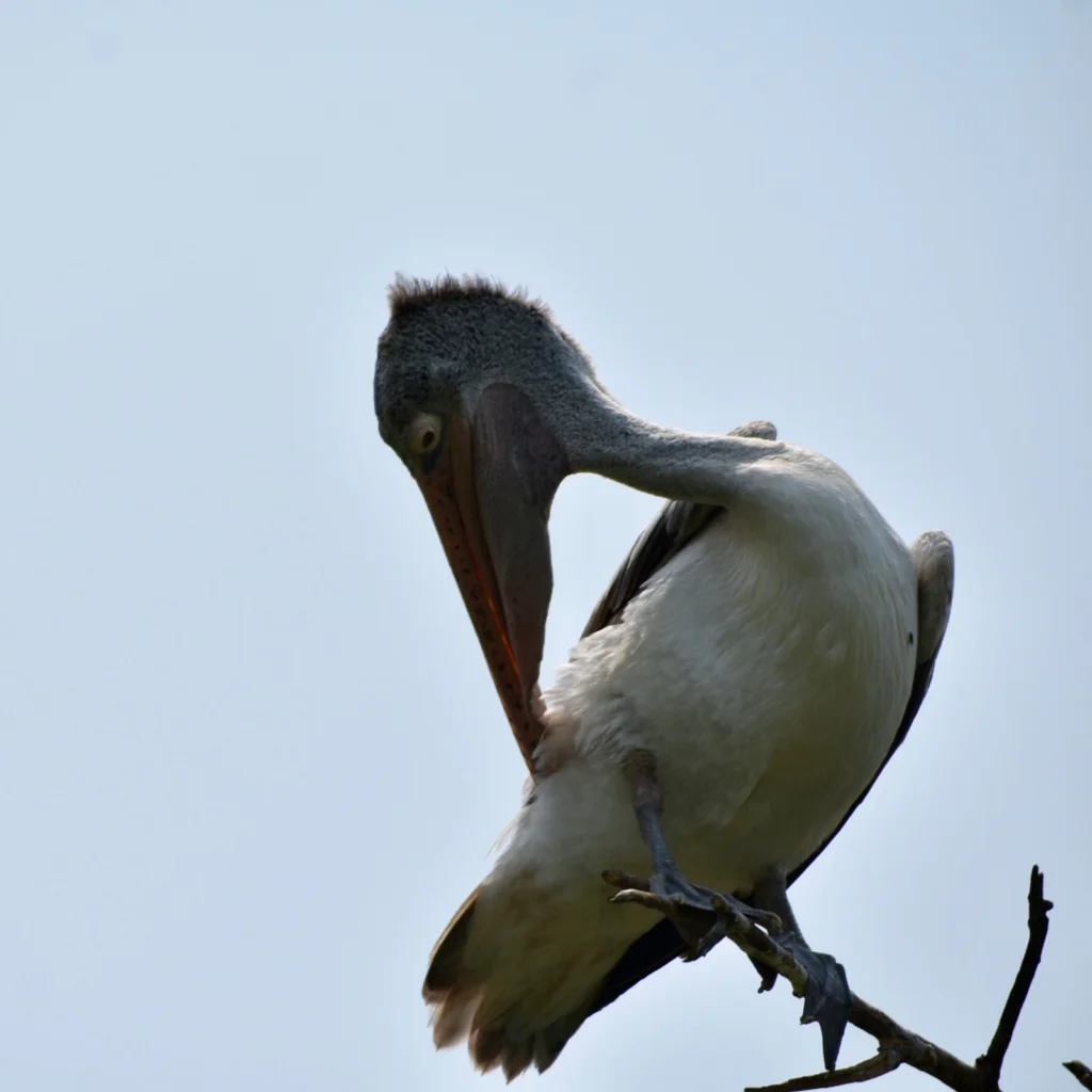 斑嘴鹈鹕(Pelecanus philippensis)