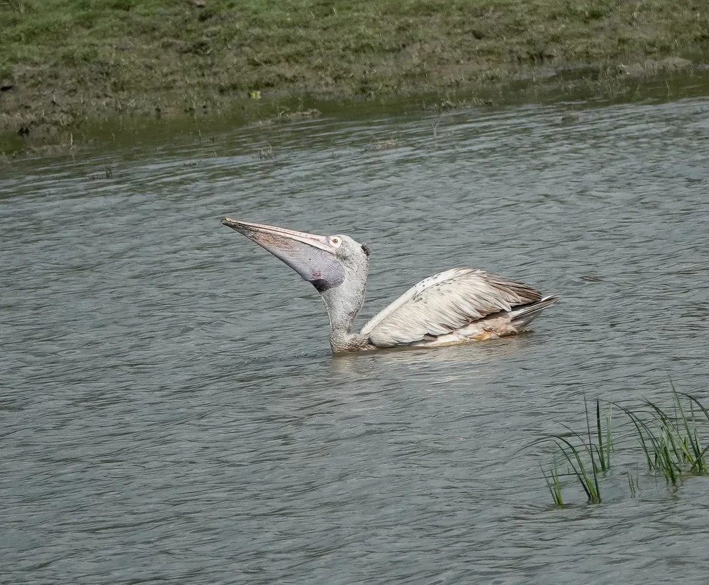 斑嘴鹈鹕(Pelecanus philippensis)