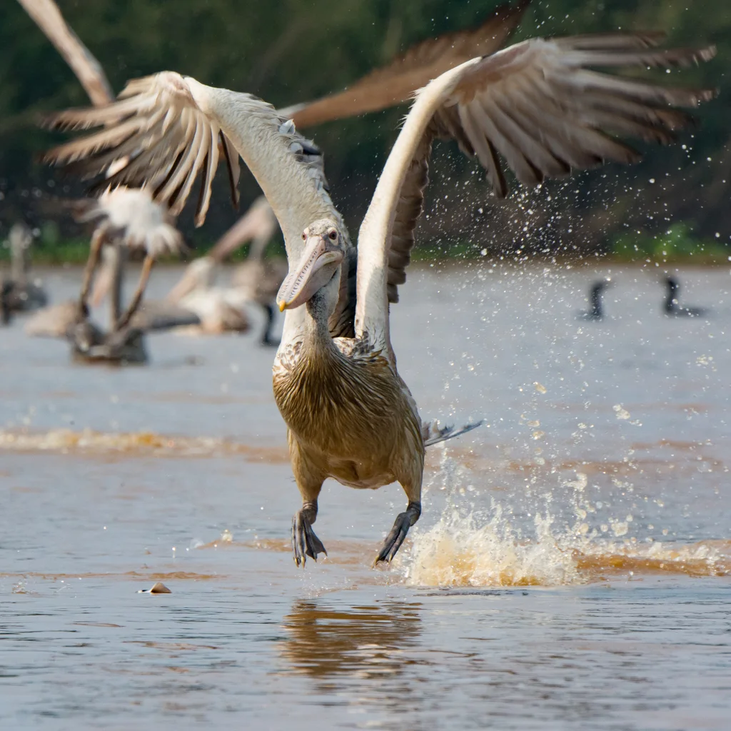 斑嘴鹈鹕(Pelecanus philippensis)