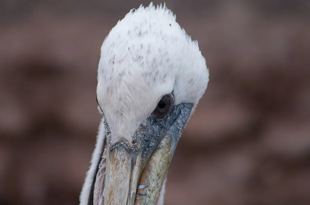 秘鲁鹈鹕(Pelecanus thagus)