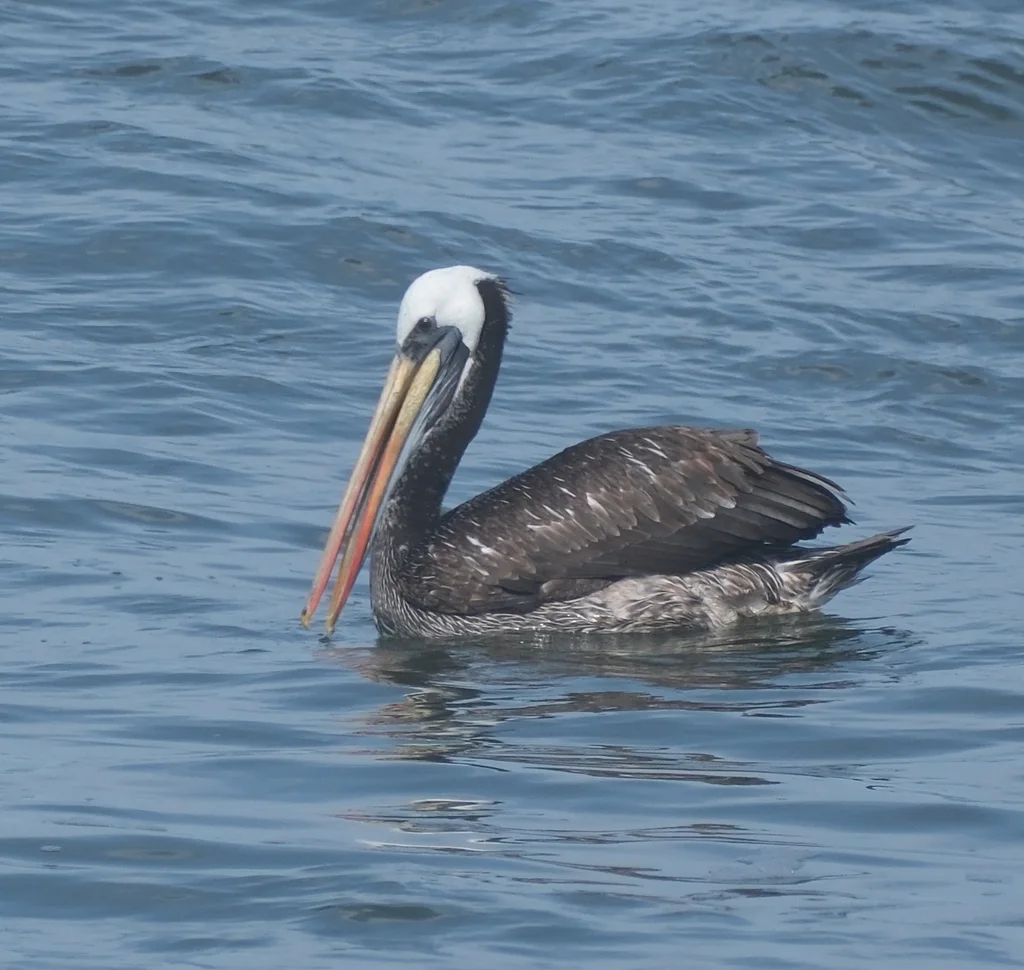 秘鲁鹈鹕(Pelecanus thagus)