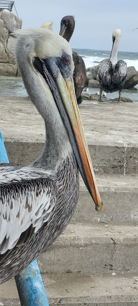 秘鲁鹈鹕(Pelecanus thagus)