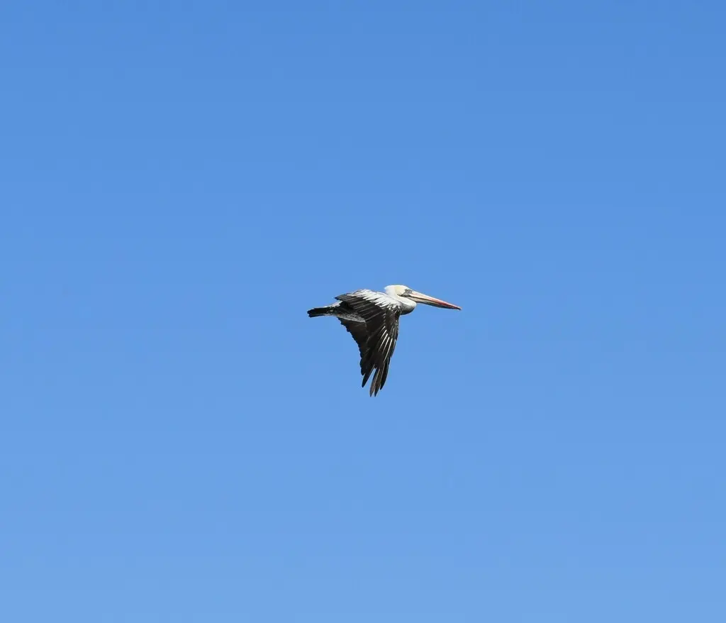 秘鲁鹈鹕(Pelecanus thagus)