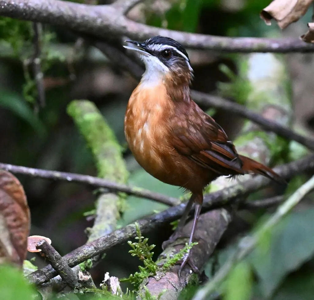 婆罗洲黑冠幽鹛(Pellorneum capistratoides)