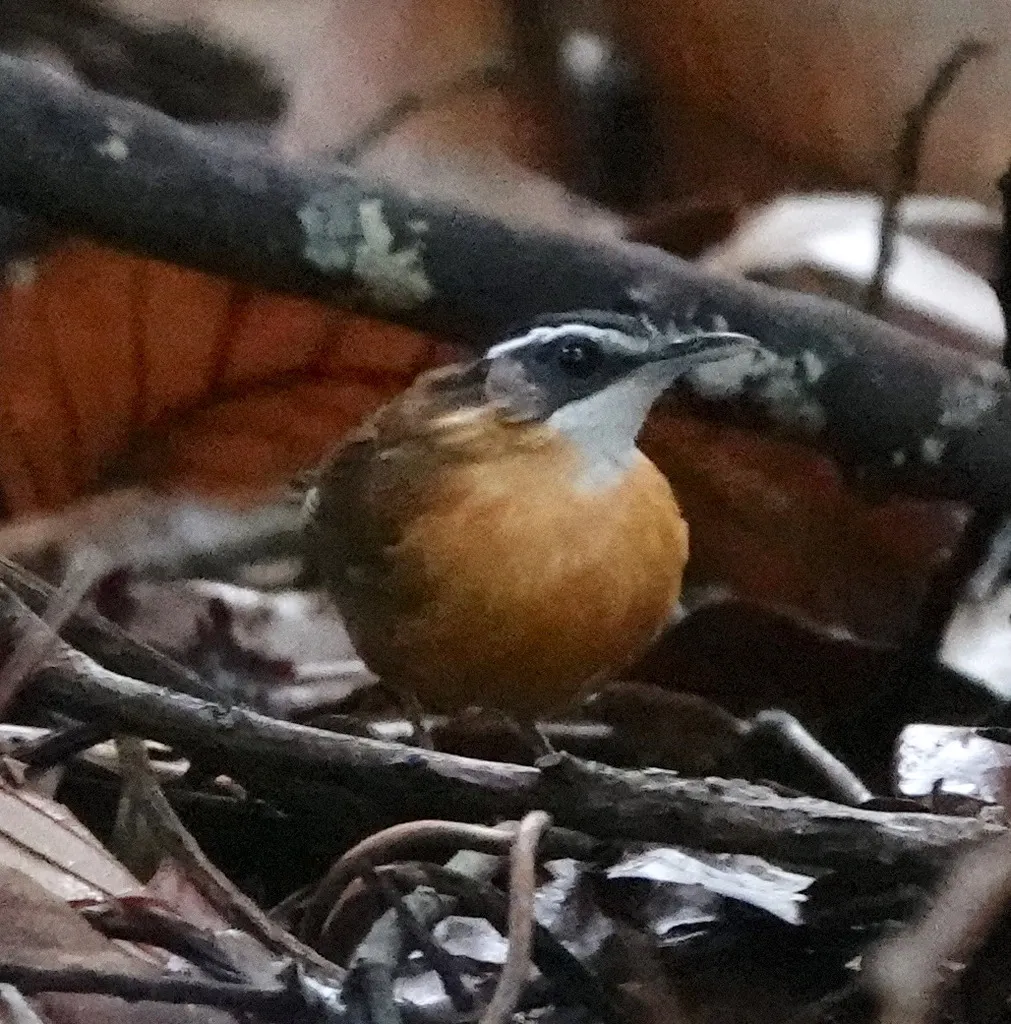 婆罗洲黑冠幽鹛(Pellorneum capistratoides)
