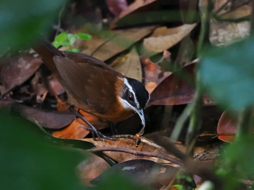 婆罗洲黑冠幽鹛(Pellorneum capistratoides)