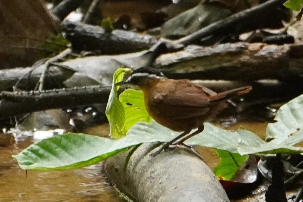 婆罗洲黑冠幽鹛(Pellorneum capistratoides)