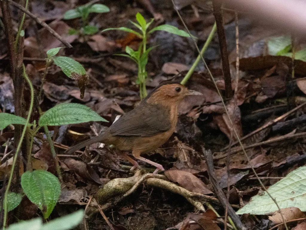 褐冠幽鹛(Pellorneum fuscocapillus)