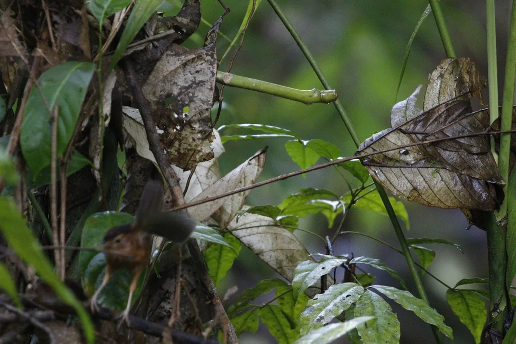 褐冠幽鹛(Pellorneum fuscocapillus)