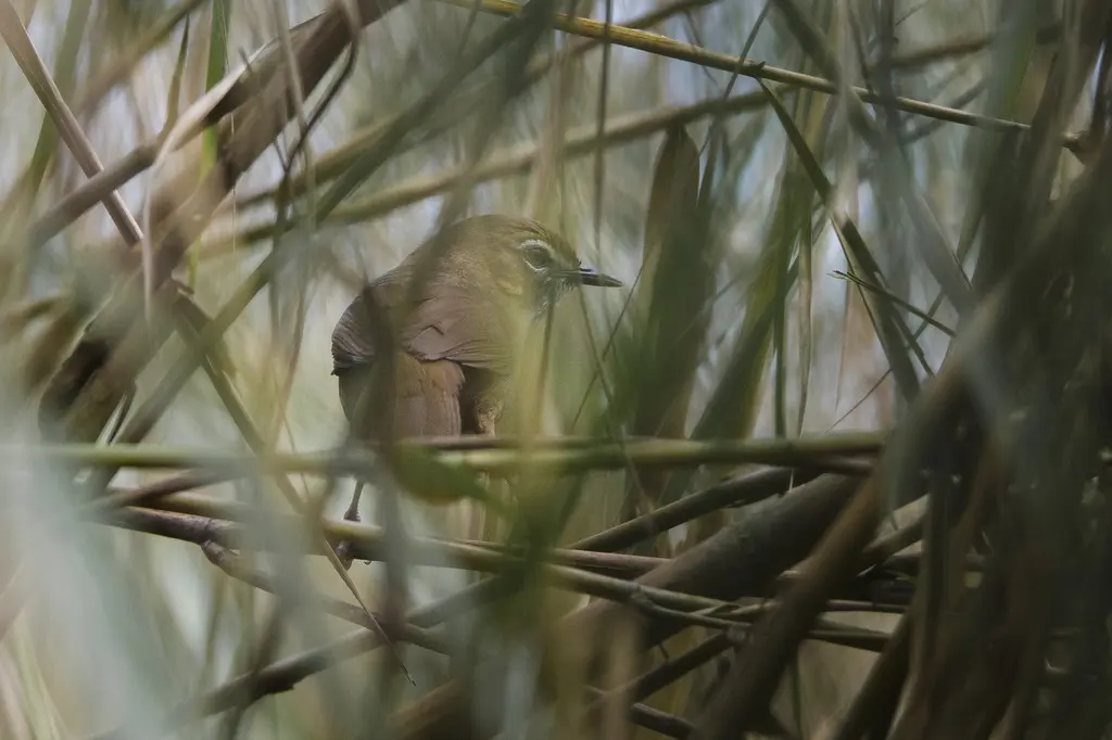 沼泽幽鹛(Pellorneum palustre)