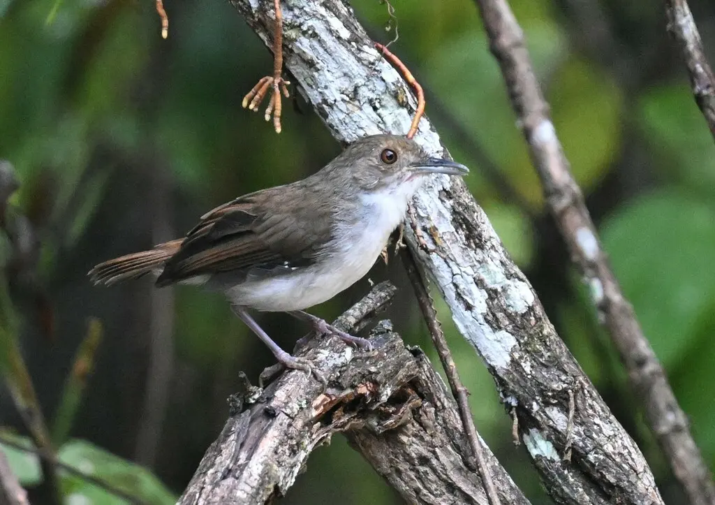 白胸雅鹛(Pellorneum rostratum)
