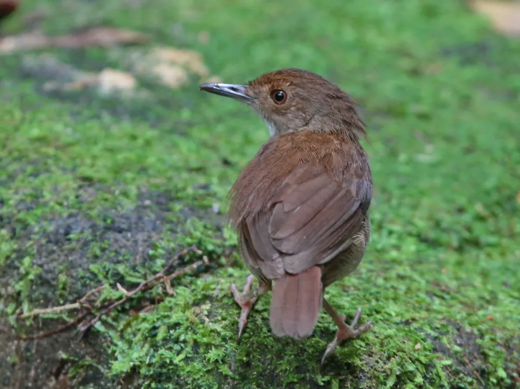 白胸雅鹛(Pellorneum rostratum)