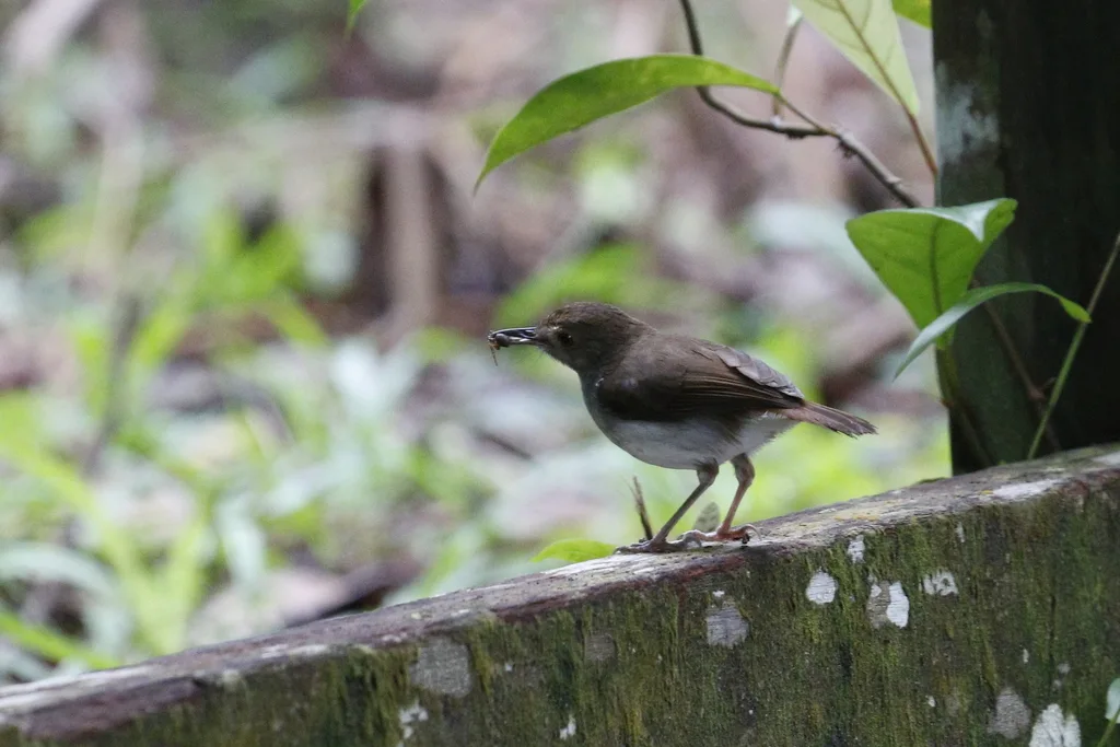白胸雅鹛(Pellorneum rostratum)