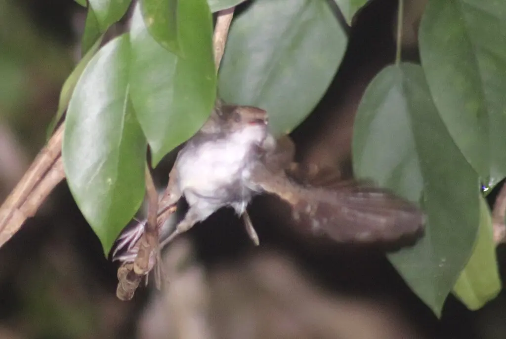 白胸雅鹛(Pellorneum rostratum)
