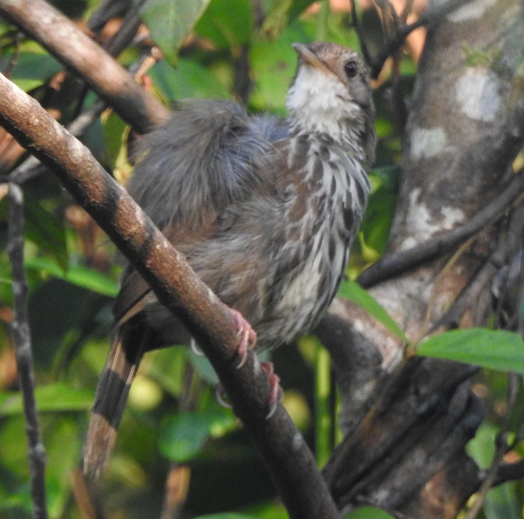 棕头幽鹛(Pellorneum ruficeps)