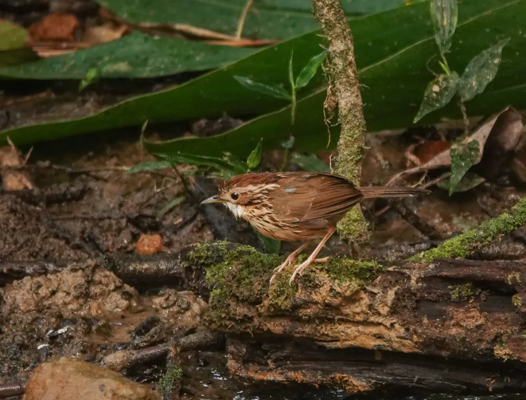 棕头幽鹛(Pellorneum ruficeps)