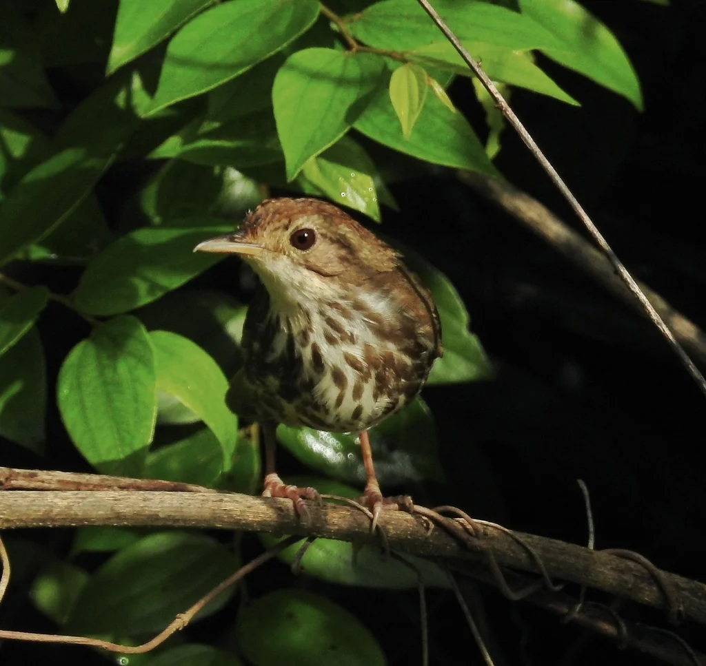 棕头幽鹛(Pellorneum ruficeps)