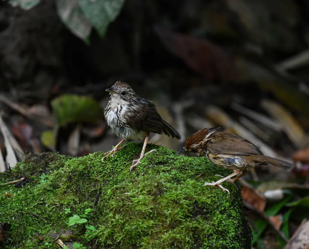 棕头幽鹛(Pellorneum ruficeps)