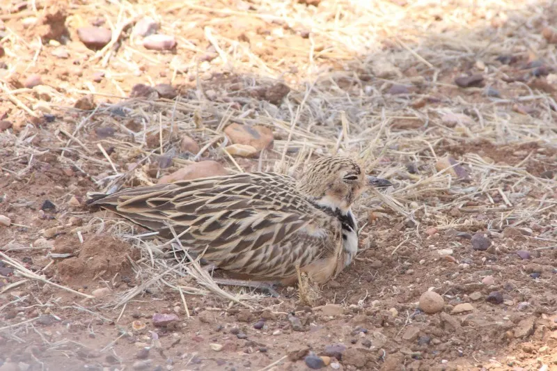 澳洲小嘴鸻(Peltohyas australis)
