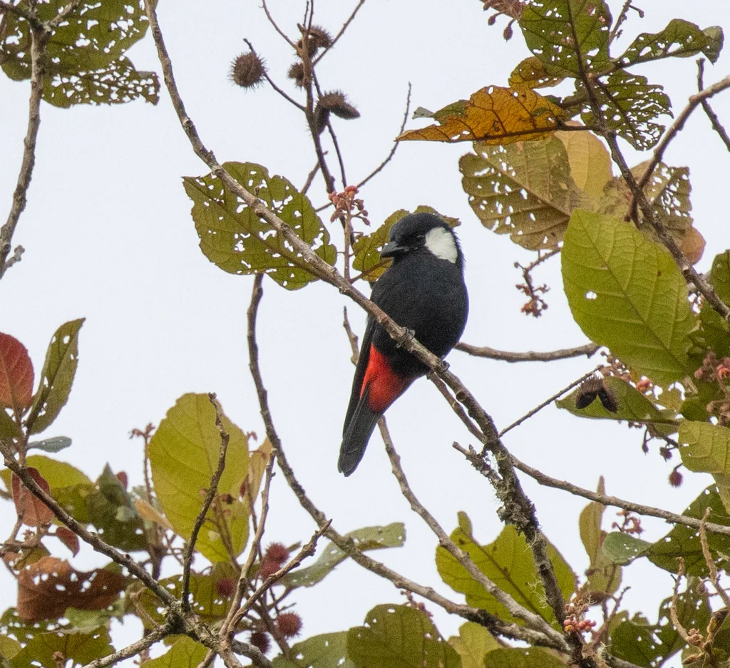 山盾钟鹊(Peltops montanus)