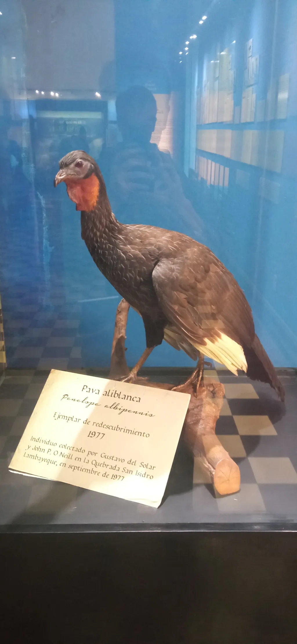 白翅冠雉（Penelope albipennis）