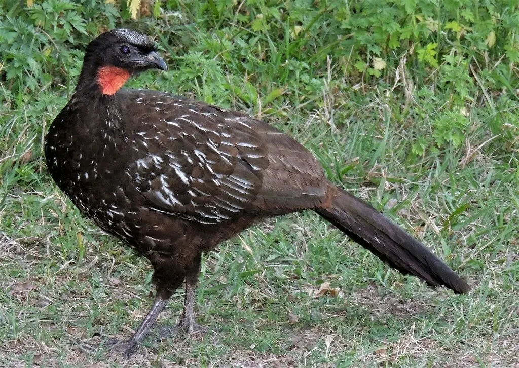 央葛斯冠雉(Penelope bridgesi)