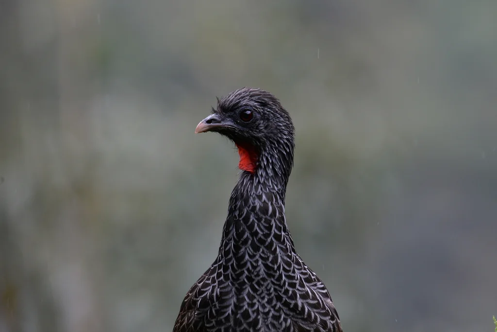 安第斯冠雉(Penelope montagnii)