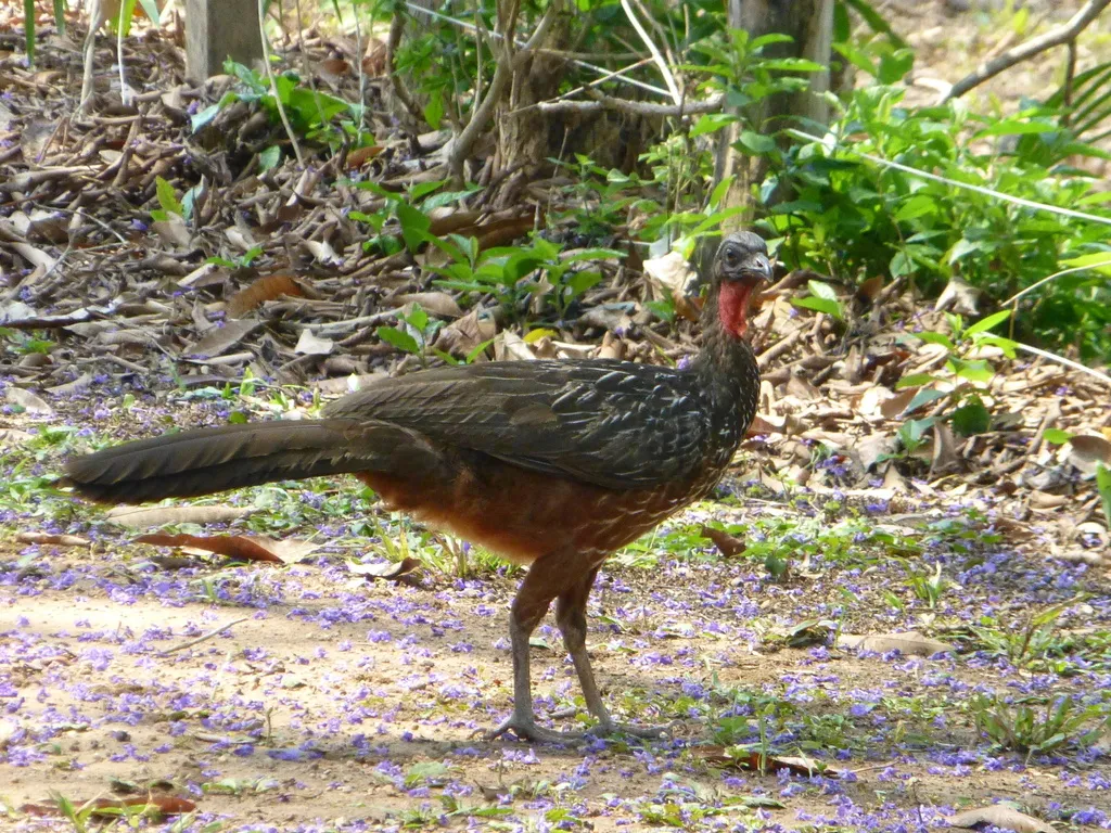 栗腹冠雉(Penelope ochrogaster)