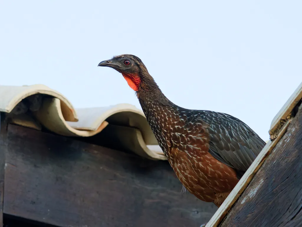 栗腹冠雉(Penelope ochrogaster)