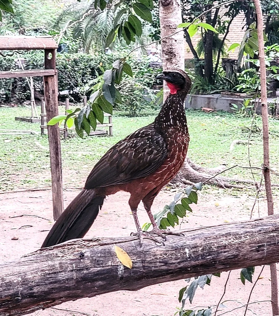 栗腹冠雉(Penelope ochrogaster)