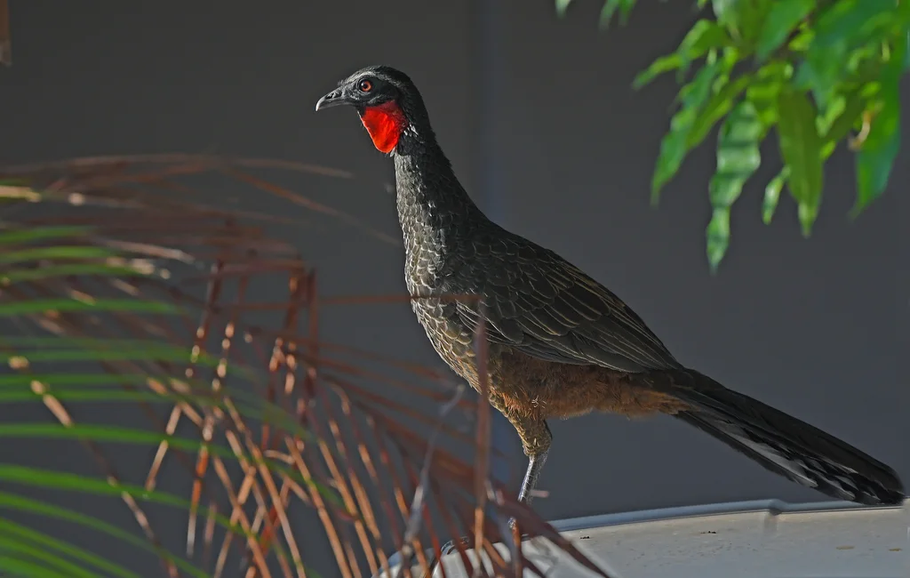 眉纹冠雉(Penelope superciliaris)
