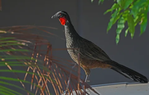 眉纹冠雉