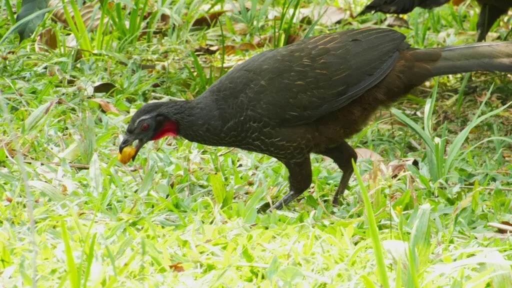 眉纹冠雉(Penelope superciliaris)