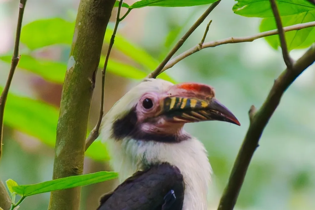 吕宋犀鸟(Penelopides manillae)