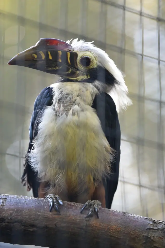 棕尾犀鸟(Penelopides panini)