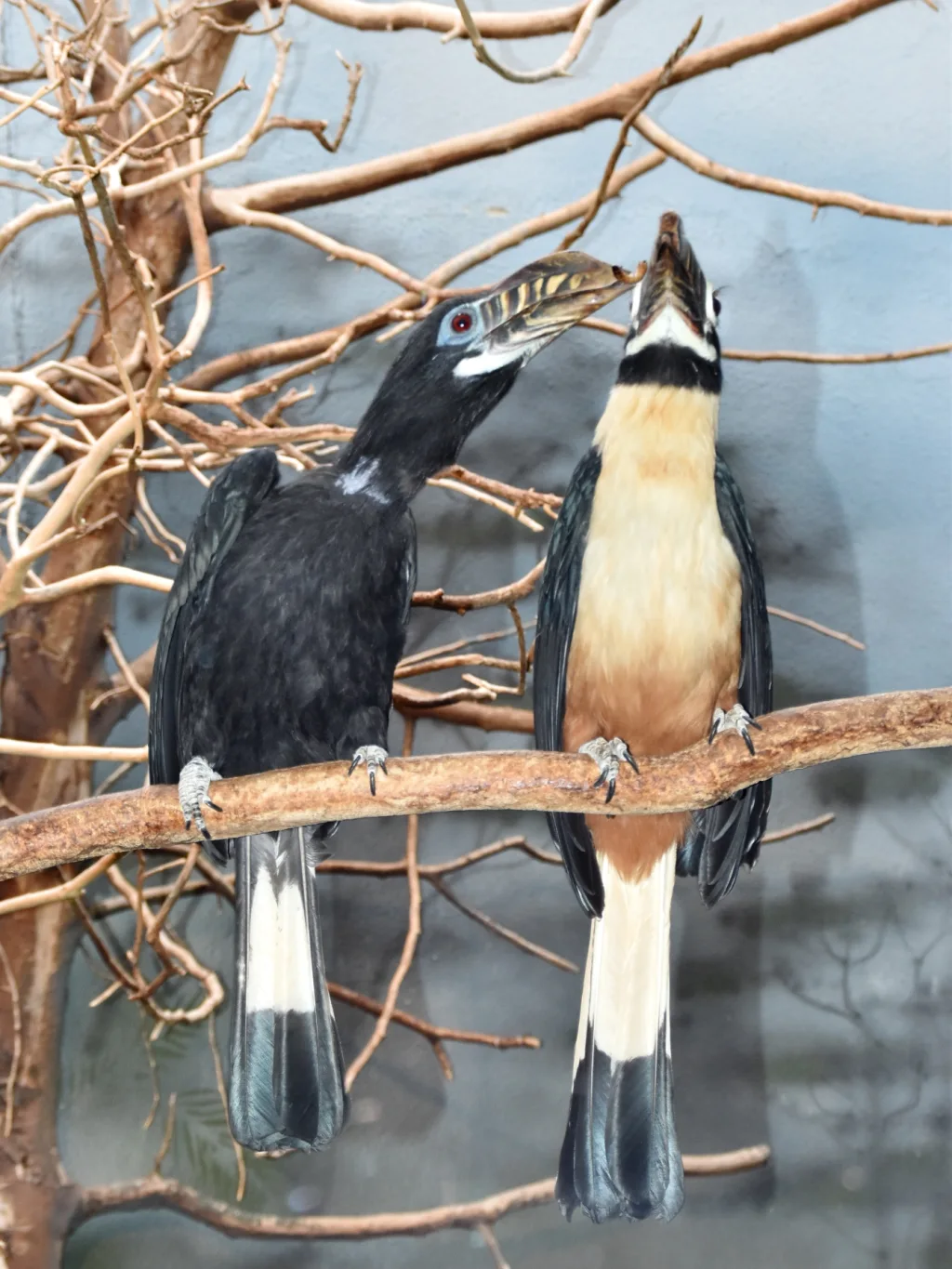棕尾犀鸟(Penelopides panini)